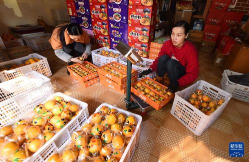 广西鹿寨 又到蜜橙丰收季，香甜上市助力乡村振兴